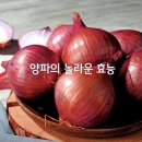 [하루 반개면 보약!! '양파'의 놀라운 효능] 이미지