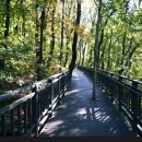 은행사거리 이미지