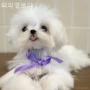 퍼피멜로디 | 인천강아지분양 퍼피멜로디 특별하고 차별화된 서비스를 제공하는 업체