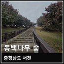 서천 마량리 동백나무 숲 | 충남 서천 마량리 동백나무숲 개화 상황 실제 방문 후기