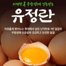 진환경 | 난각번호1번 유정란, 무항생제 인증 받아서 안심돼요🙂