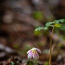 금학산관광농원 이미지
