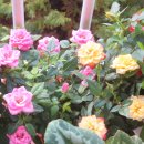 장미찻집 이미지