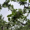 한아농장 이미지