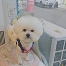 빠몽(PAWMONG) 이미지