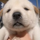 댕댕이루 이미지