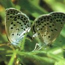 한라산천연보호구역 이미지