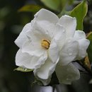 3월19일 탄생화 치자나무 (Cape Jasmine) 이미지