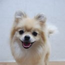 블링펫살롱 이미지