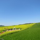 청보리축제장 이미지