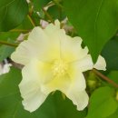 목화(아) 이미지