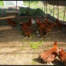 동연농장 이미지