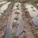 웰빙농장 이미지