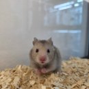 털뭉치즈 이미지