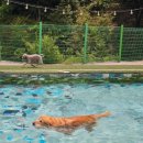 퍼스널댕댕 이미지