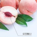 ﻿동양천문도의 미스터리한 별자리 日과 月(2) - 고분 벽화에 나타나는 해와 달의 역할 이미지