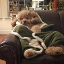 개팔자 상팔자 이미지