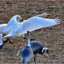 큰고니(Whooper swan) 날갯짓 이미지