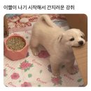 강쥐 이미지