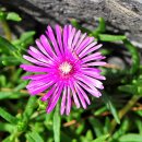 사철식당 이미지