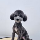 붕가붕가샵 이미지