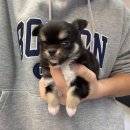 세한메디칼 | 오류동강아지무료분양 치와와 입양절차