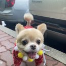 트리멍마마 | (하루일기) 블챌조기종료 (o_O) 둥이미용기