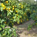 선돌농장 이미지