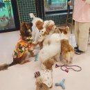 아이조아펫파크 서울점