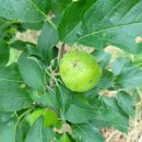 우박이네 이미지