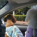 코기절미 이미지