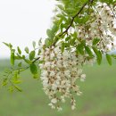 아카시아병원 이미지