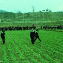 1966년 보리밝기 이미지