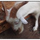 아이손원주 이미지