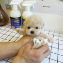 달링동물병원 이미지