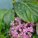 사월봄약국 이미지