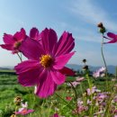 코스모스 이미지