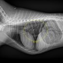 쿠키동물병원 이미지