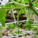 삼봉농원 이미지