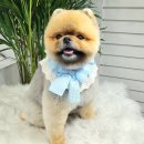 봄날의 댕댕이 이미지