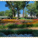 보강천 미루나무숲 이미지