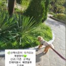 슈나우펫 이미지