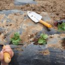 토마토주유소 이미지