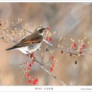 [올림픽공원] 새들의 산수유 파티장/백야 作 이미지