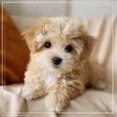 버디독 강아지분양 고양이분양 안심분양센터 인천점 | 마주한 아이들의 맑은 눈망울! 버디독 고양이분양 강아지분양 안심분양센터 인천점 직접 다녀온 솔직 후기