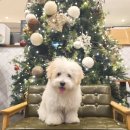 꼬똥사파이어 이미지