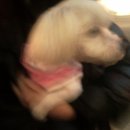 북문다솜동물병원 이미지