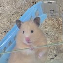 펫엔글라이더 이미지