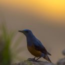 노을과바다 이미지