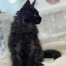 시바견분양.kr 이미지